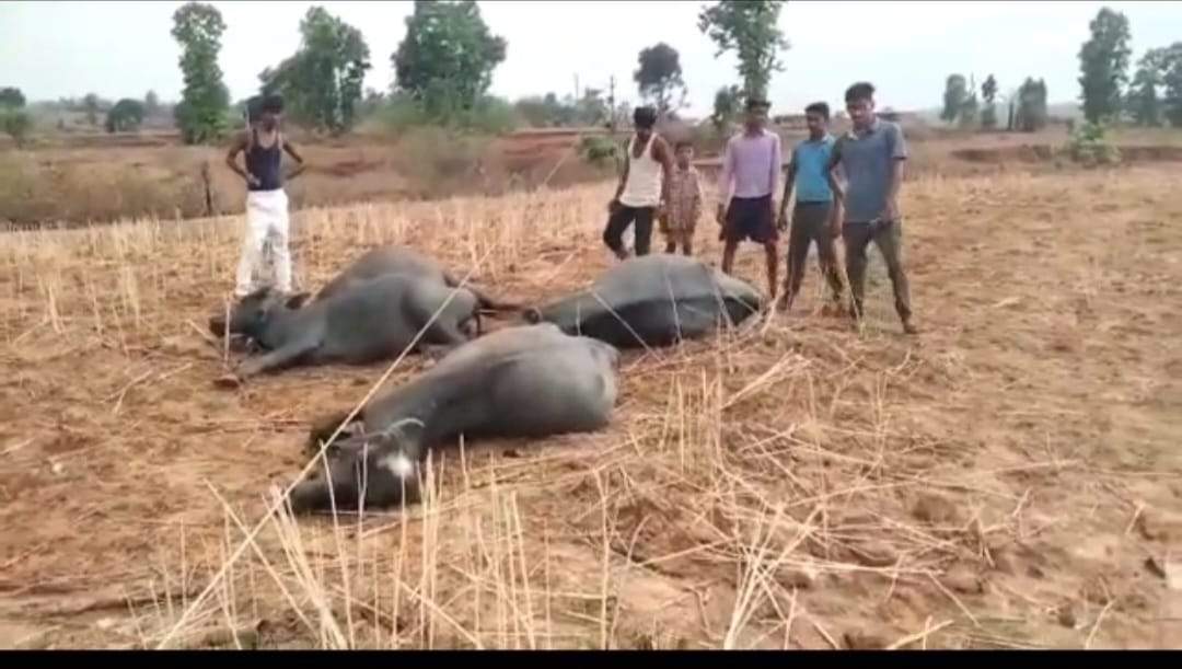 11 हजार केवी बिजली तार टूट कर गिरा, 4 भैंसों की मौत