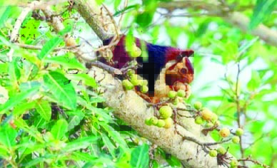 सीतानदी उदंती अभ्यारण के जंगल में इंद्रधनुषी  गिलहरी का शिकार, 2 नाबालिग समेत 7 गिरफ्तार