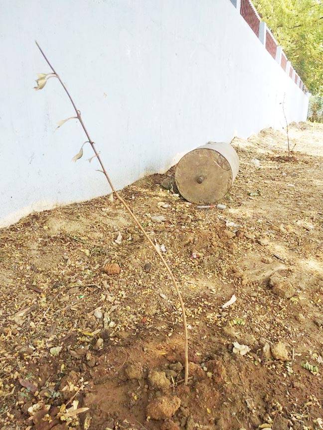 पर्यावरण दिवस पर रोपे पौधे अभी से ठूंठ में तब्दील