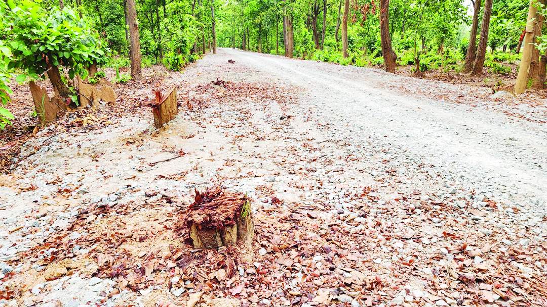 सडक़ बनाने के नाम पर काटे 50 से अधिक पेड़ दोषियों पर होगी कार्रवाई-डीएफओ