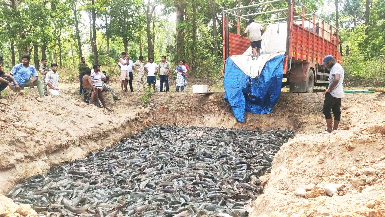 3 टन थाई मांगूर मछली जमींदोज