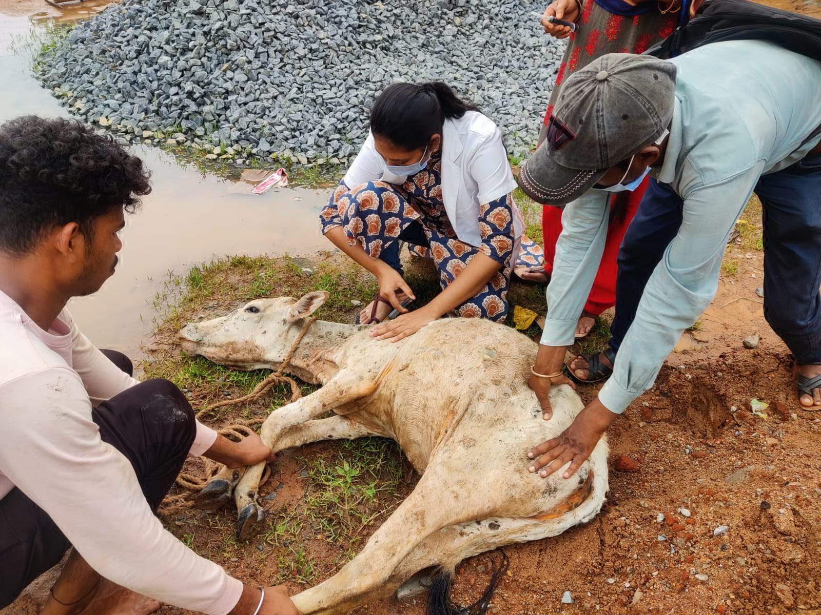 लंपी बीमारी से ग्रसित आवारा पशओुं का इलाज