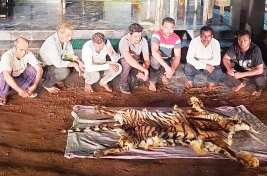 बाघ की खाल संग 7 पकड़ाए, 2 फरार बाघ की खाल संग 7 पकड़ाए, 2 फरार