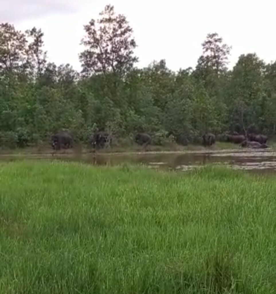 नदी किनारे पानी पीते दिखा गजराजों का दल  