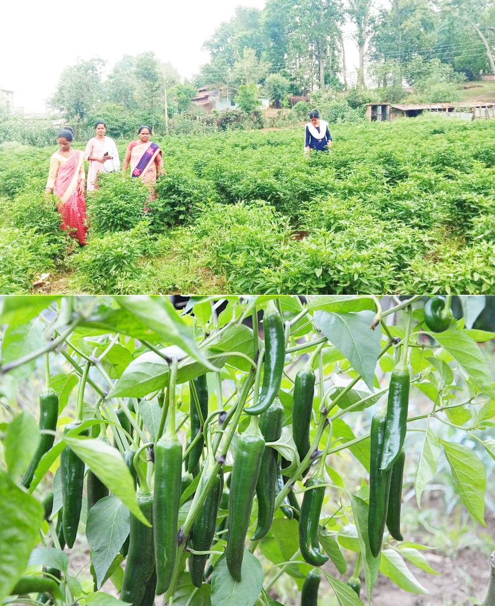 मिर्च की खेती से महिलाएं स्व-रोजगार की राह पर