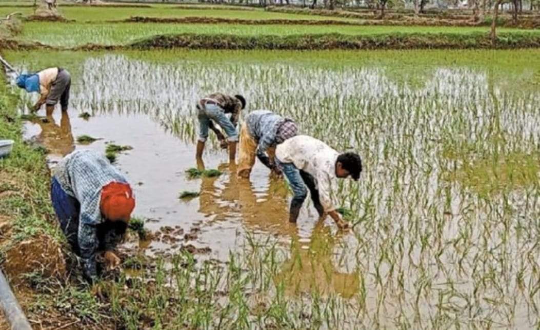बीमा की स्थिति स्पष्ट नहीं होने से विभाग और किसान  दोनों संशय में, कौन करेगा नुकसान की भरपाई 