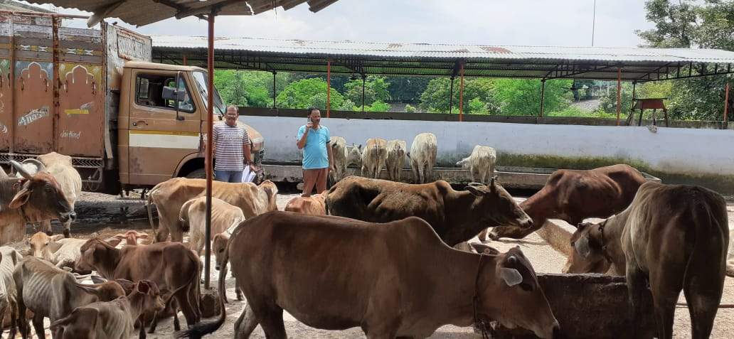 मवेशी तस्करी का आरोपी पकड़ाया मवेशी तस्करी का आरोपी पकड़ाया