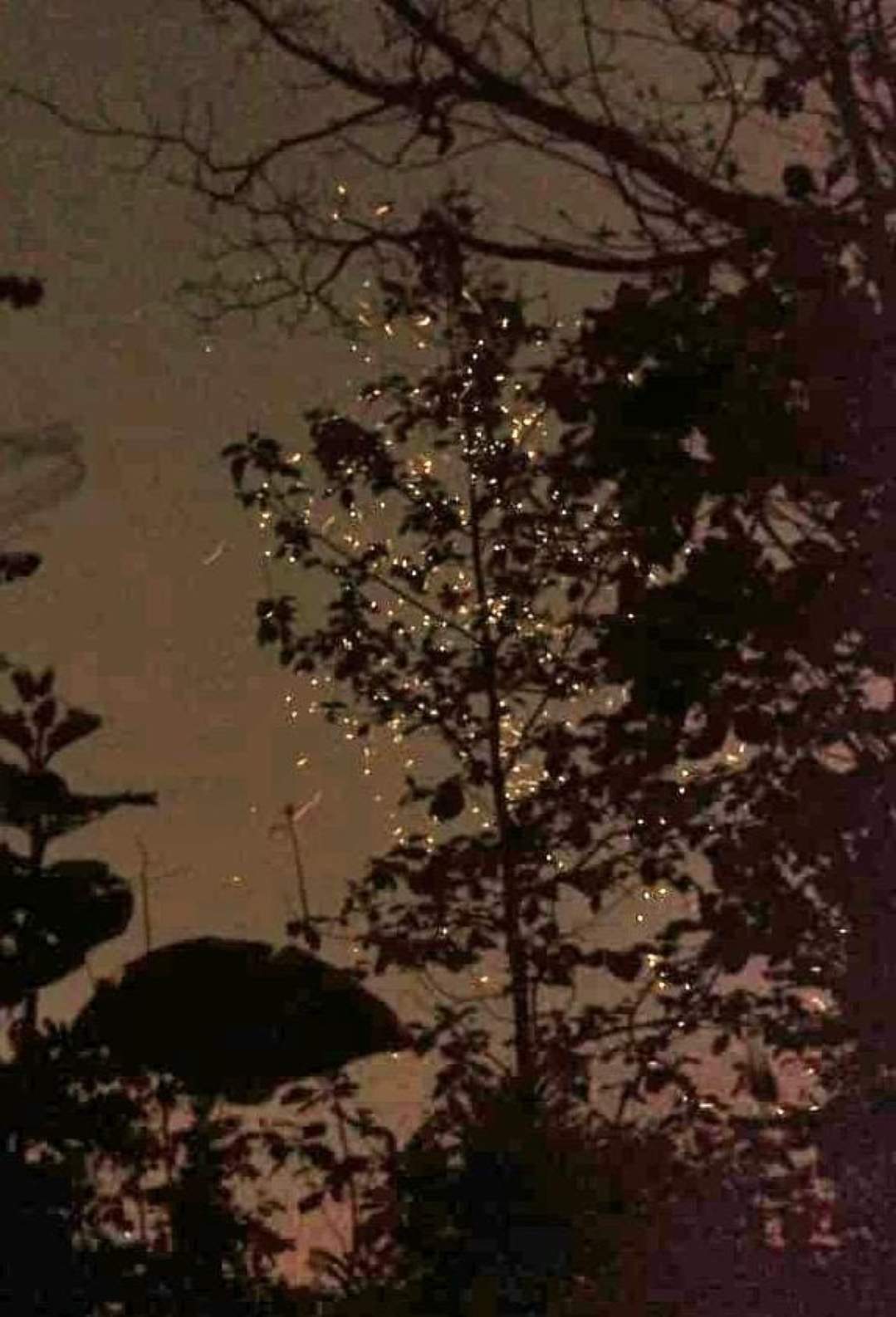पर्यटकों ने जलप्रपातों के साथ जंगलों में देखी जुगनुओं की रौशनी पर्यटकों ने जलप्रपातों के साथ जंगलों में देखी जुगनुओं की रौशनी