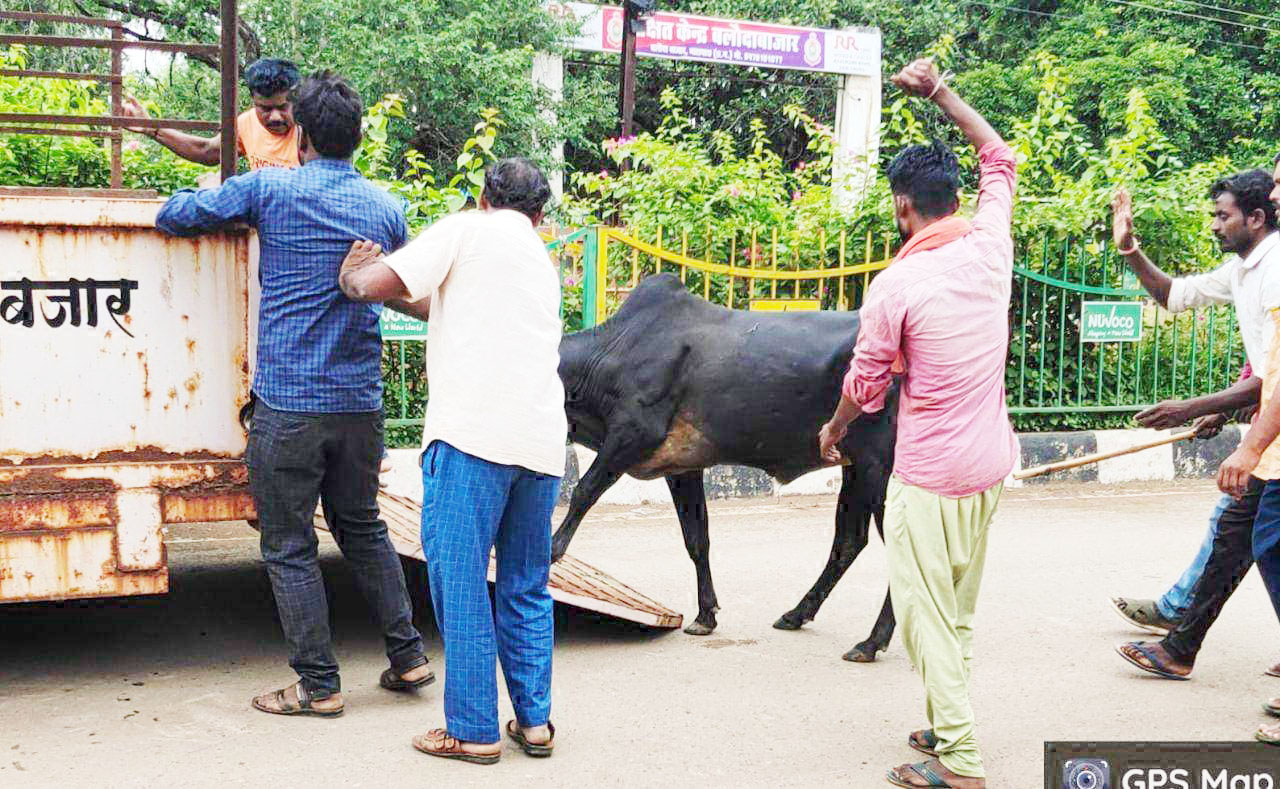 रोका-छेका: 198 गौठानों में पशु स्वास्थ्य शिविर 
