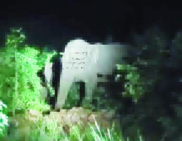 रायगढ़ में फिर पहुंचा हाथी दल, फसलें रौंदी रायगढ़ में फिर पहुंचा हाथी दल, फसलें रौंदी