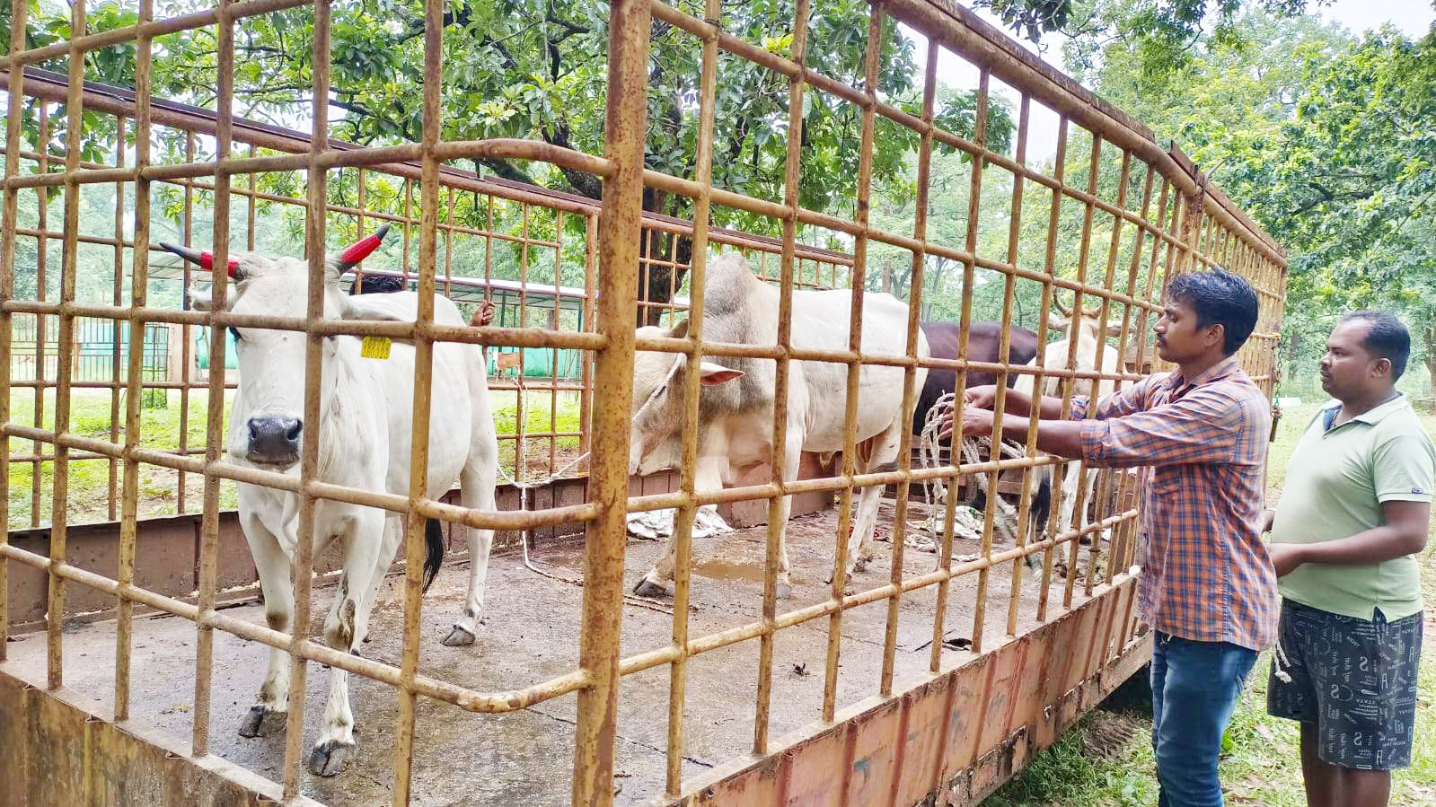 आवारा मवेशियों को गौठान भेजा, मवेशी मालिकों पर जुर्माना