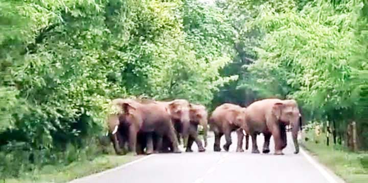 हाथी दल सडक़ पर, गाडिय़ों के पहिए थमे