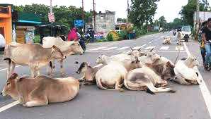 रोका-छेका का कड़ाई से नहीं हो रहा पालन, सडक़ों पर मवेशियों की जमावड़ा