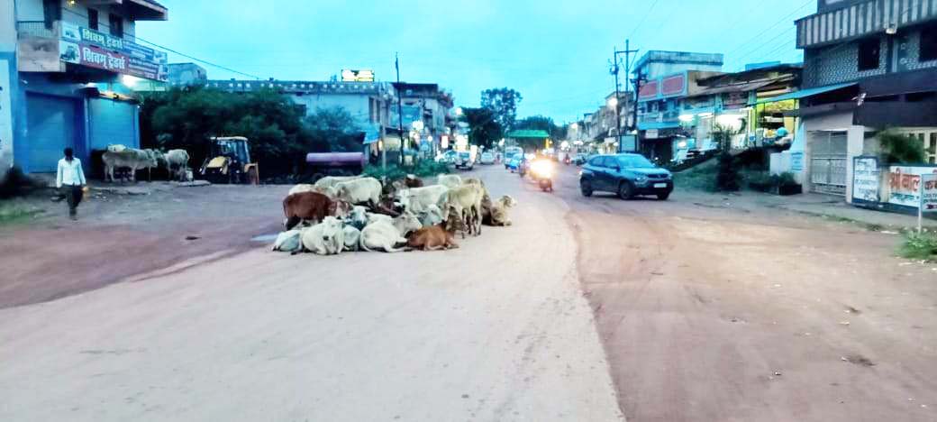 मवेशियों का झुंड बीच सडक़ पर