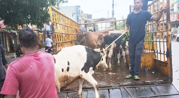 दो दिनों में 18 आवारा मवेशियों को गौठान भेजा