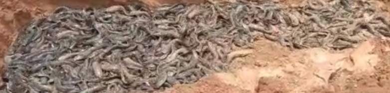 4 टन प्रतिबंधित थाई मांगुर के साथ आंध्र की ट्रक जब्त 4 टन प्रतिबंधित थाई मांगुर के साथ आंध्र की ट्रक जब्त