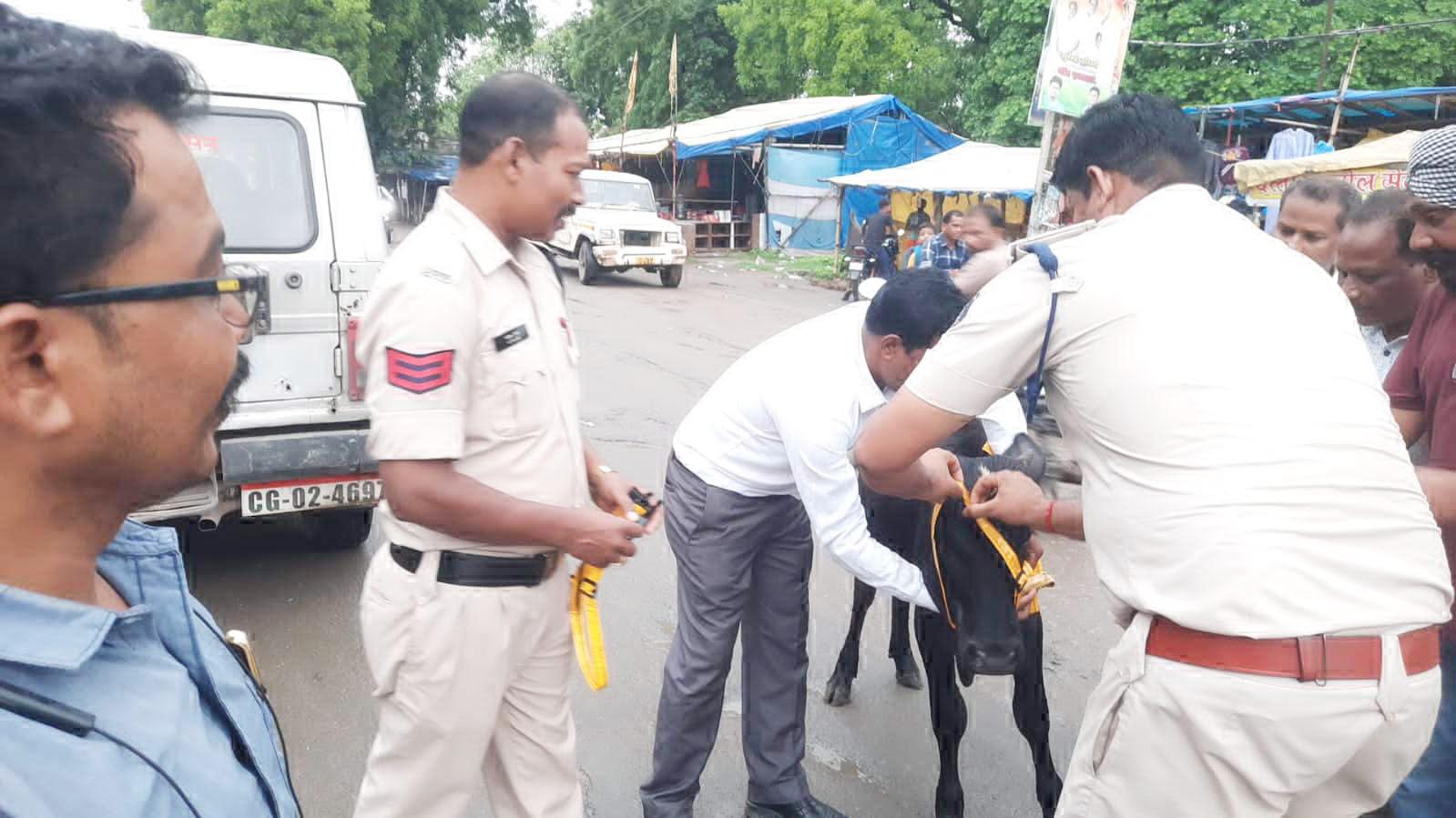 दुर्घटना में कमी लाने पुलिस  ने मवेशियों के सींग पर  लगाई रेडियम पट्टी  