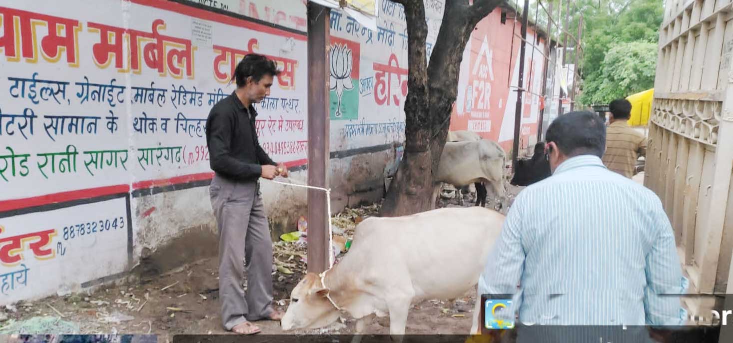 घुमंतु मवेशियों को गौठान भेजा
