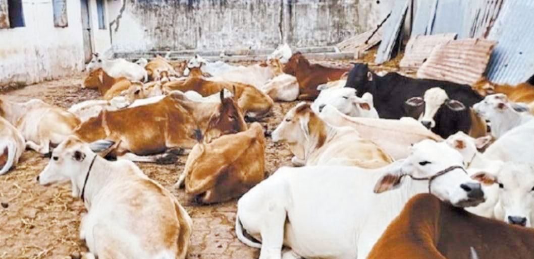 कांजी हाउस में पर्याप्त चारा व केयर टेकर भी नहीं, सुरक्षा का भी अभाव 