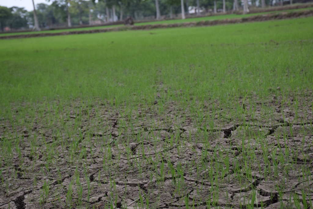 रूठे मानसून ने किसानों की बढ़ाई चिंता