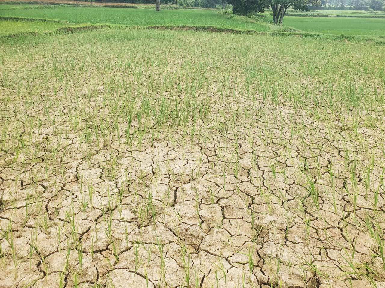 बारिश नहीं, खेतों में दरारें बारिश नहीं, खेतों में दरारें