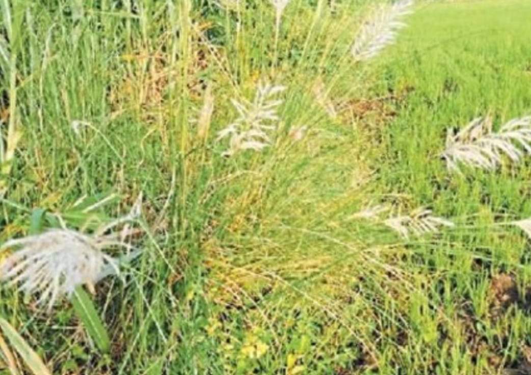 अब तक जिले में 491.2 मिमी हुई बारिश, नवागढ़ में सबसे कम