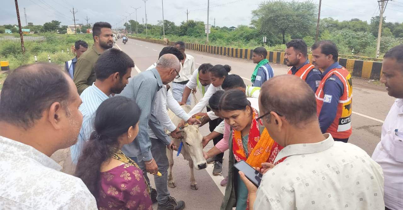 महाभियान में 3216 पशुओं में रेडियम बेल्ट, पेंट, टेप लगाया
