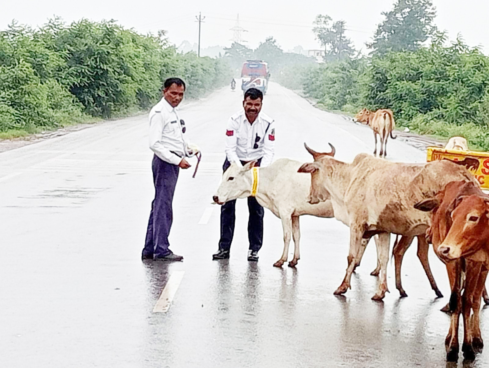 दुर्घटना से बचाने घुमंतू मवेशियों  को लगाया जा रहा रेडियम बेल्ट