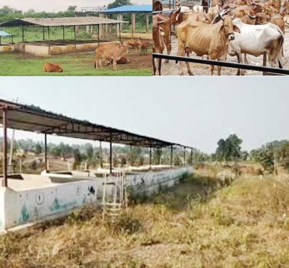 उड़ेला गौठान घोटाला, दोषियों को बचाने अफसरों पर लग रहे आरोप