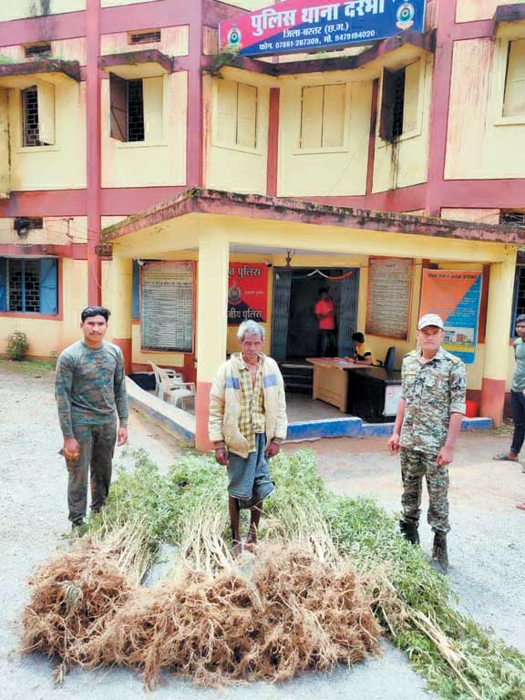 घर बाड़ी में मिले साढ़े 5 लाख के गांजा पौधे, बुजुर्ग गिरफ्तार