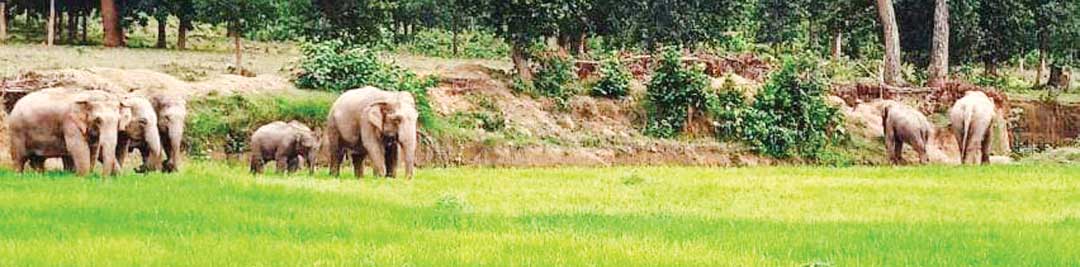 नेशनल हाईवे के समीप हाथी दल, फसलें रौंदी