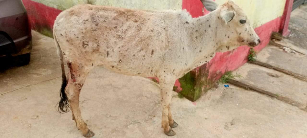 लंपी बीमारी से कई मवेशियों की हो रही मौत, पशु चिकित्सा विभाग गंभीर नहीं 