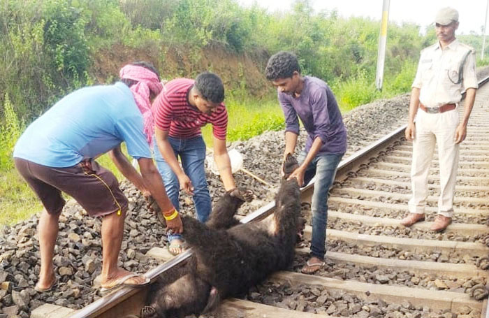 ट्रेन से कटकर भालू की मौत