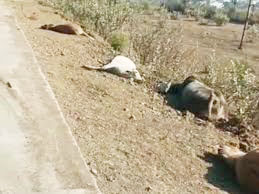 भूख-प्यास से मवेशियों की मौत, 10 मृत और 2 जिंदा को ट्रैक्टर-ट्रॉली में भरा, महानदी में बहा दिया, वीडियो फैला