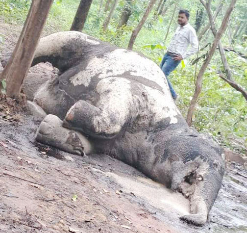 कीचड़ में फंसा हाथी का शावक, मौत कीचड़ में फंसा हाथी का शावक, मौत