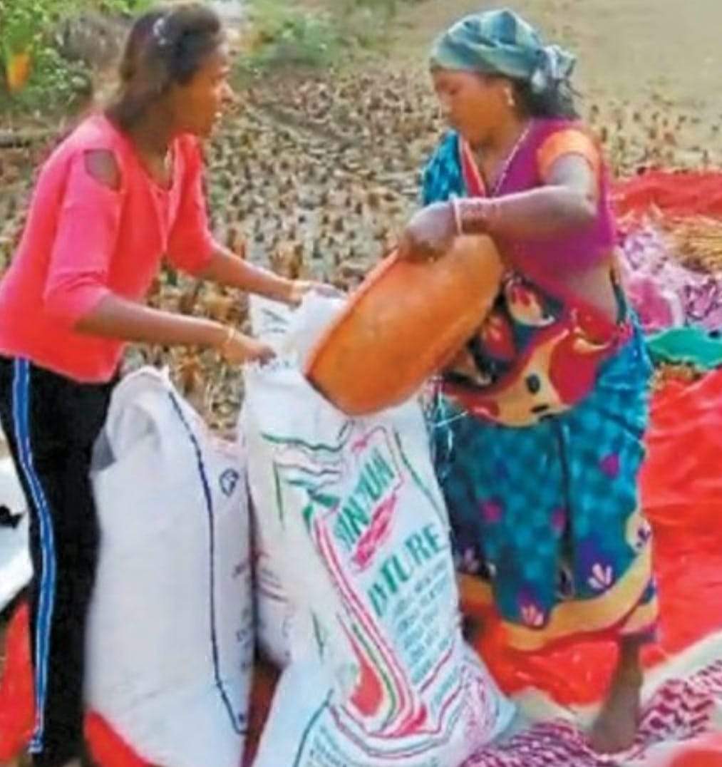 फसल चक्र परिवर्तन पर रूचि नहीं, जिले में दो लाख हेक्टेयर में धान की फसल ले रहे हैं किसान 