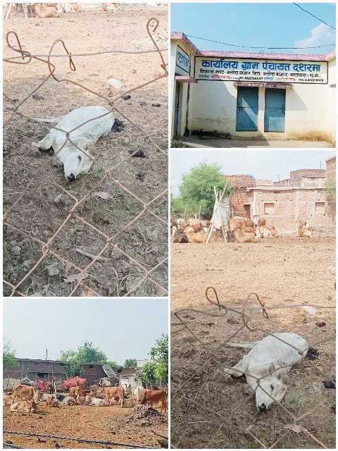 बिना शेड के कड़ी धूप और चारा-पानी की कमी