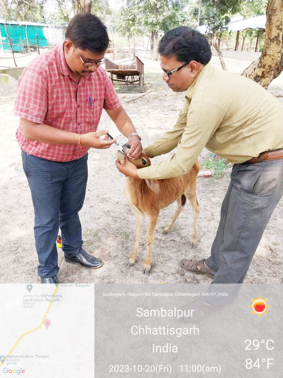 गौठान के मवेशियों का हर दिन हो रहा स्वास्थ्य परीक्षण गौठान के मवेशियों का हर दिन हो रहा स्वास्थ्य परीक्षण
