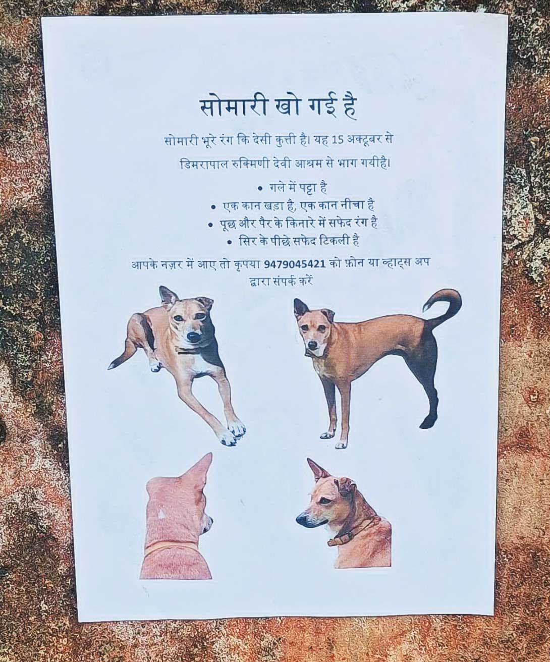 सोमारी के गुमने पर मालिक ने चिपकाया पर्चा, लिखा- मिलते ही करो वाट्सअप या फोन