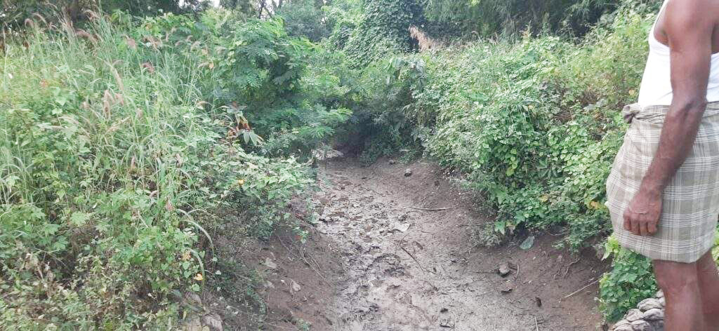 नहर में पानी नहीं, फसल सूख रही नहर में पानी नहीं, फसल सूख रही