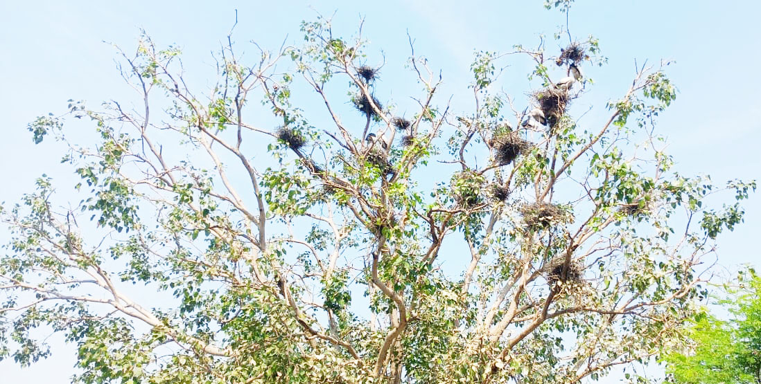 वतन लौटने लगे साइबेरियन मेहमान, ठंड के साथ मंद पड़ा कलरव 