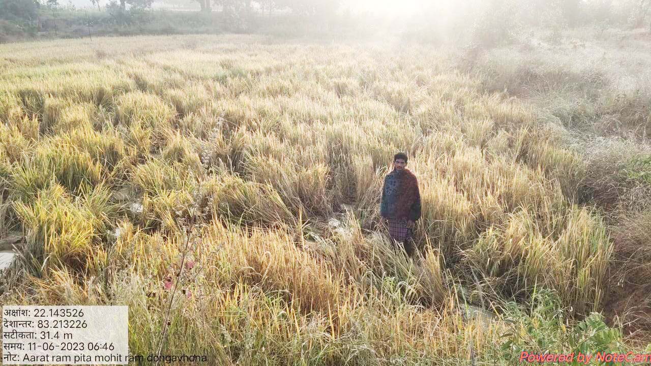 धान पकते ही हाथीदल खेतों की ओर धान पकते ही हाथीदल खेतों की ओर