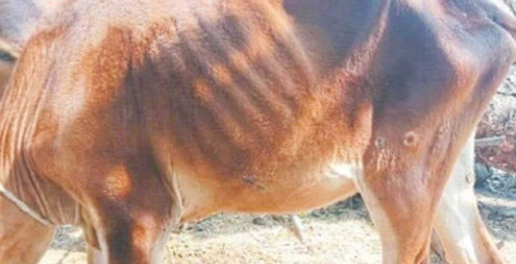 गायों में लंपी रोग के लक्षण, पिछले साल जा चुकी है कई मवेशियों की जान 