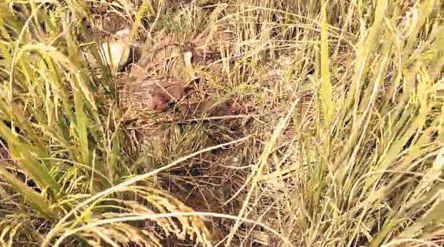 खेत में मिला कंकाल, शिनाख्त खेत में मिला कंकाल, शिनाख्त