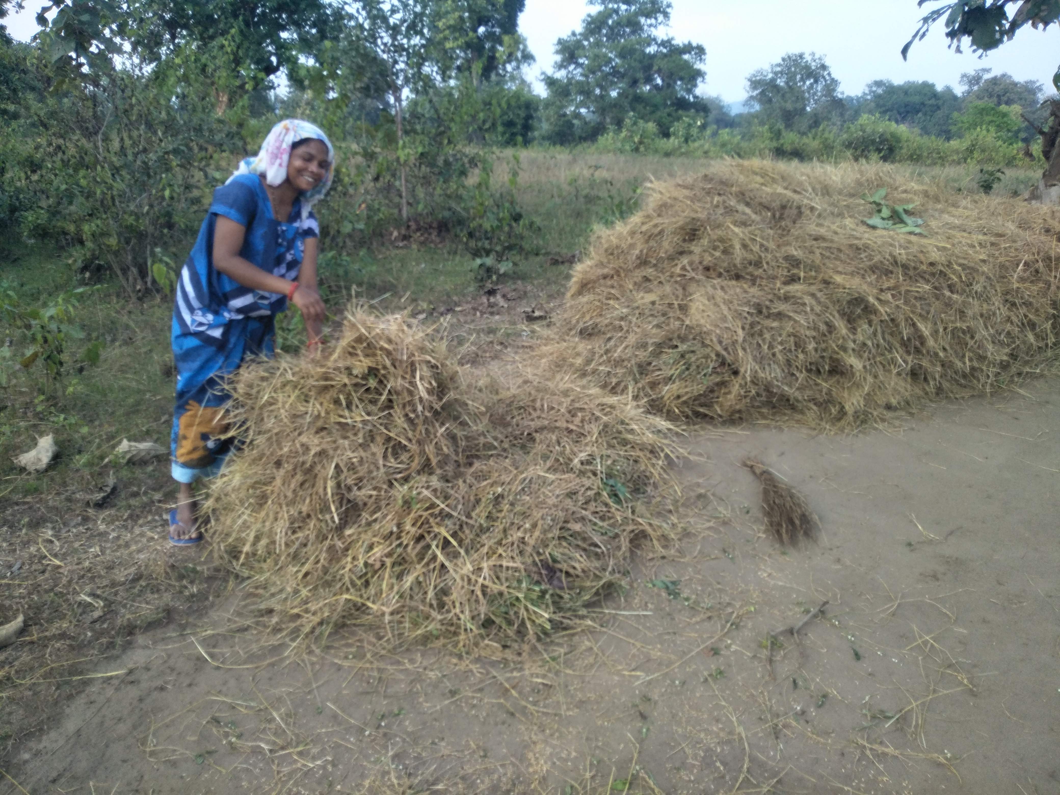 कोठारों में पहुंचा धान