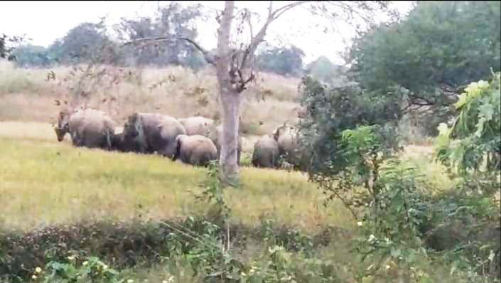 हाथीदल ने छोटे डूमरपाली में दी दस्तक हाथीदल ने छोटे डूमरपाली में दी दस्तक
