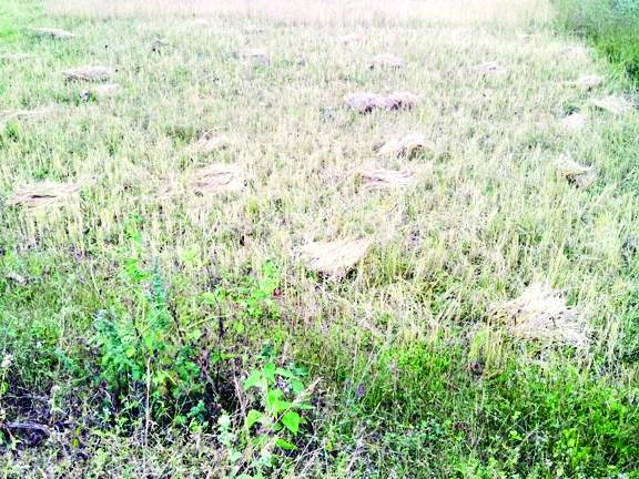 धान की कटाई में  जुटे किसान 