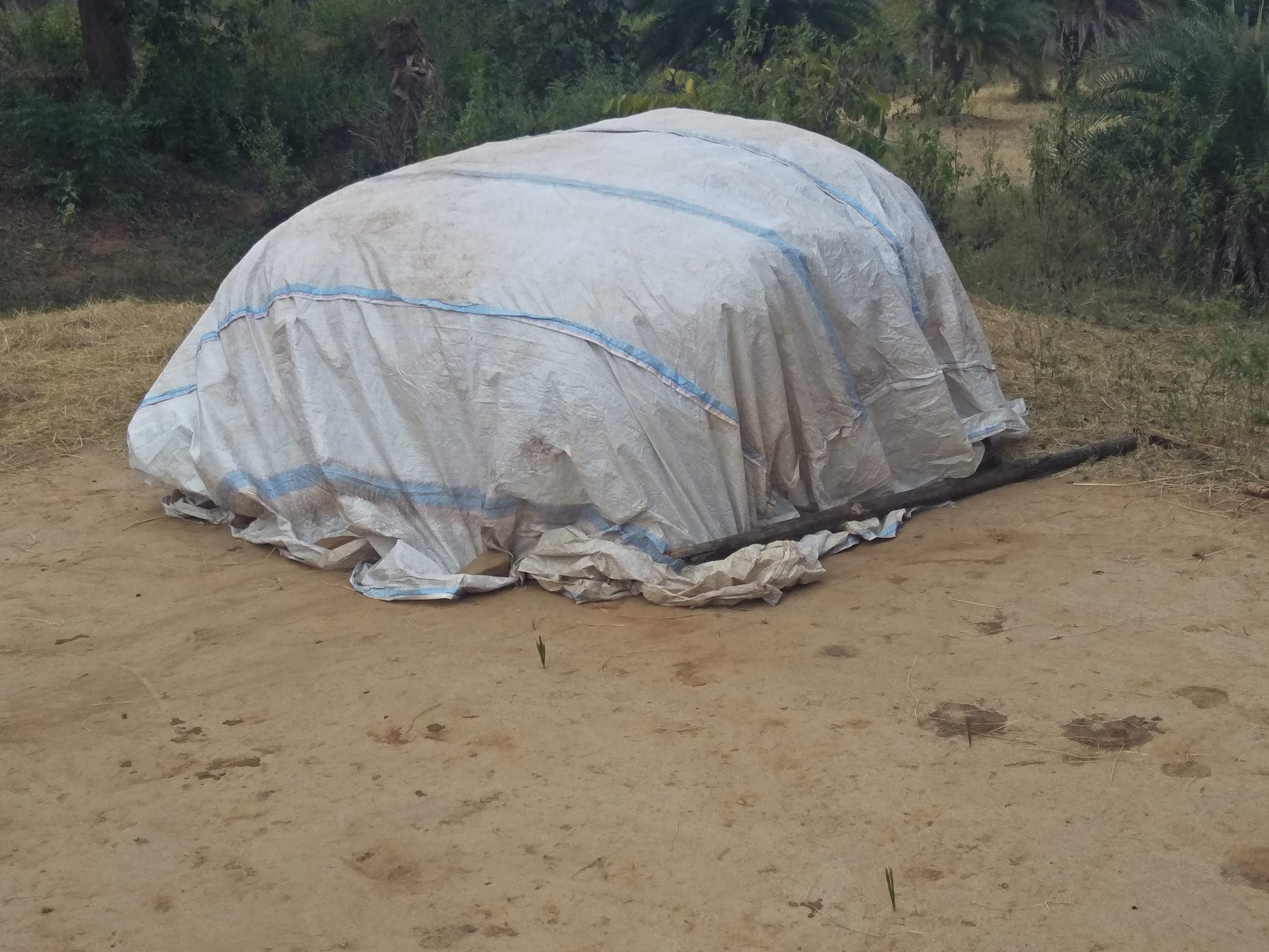 बादलों ने रोकी धान की मिंजाई