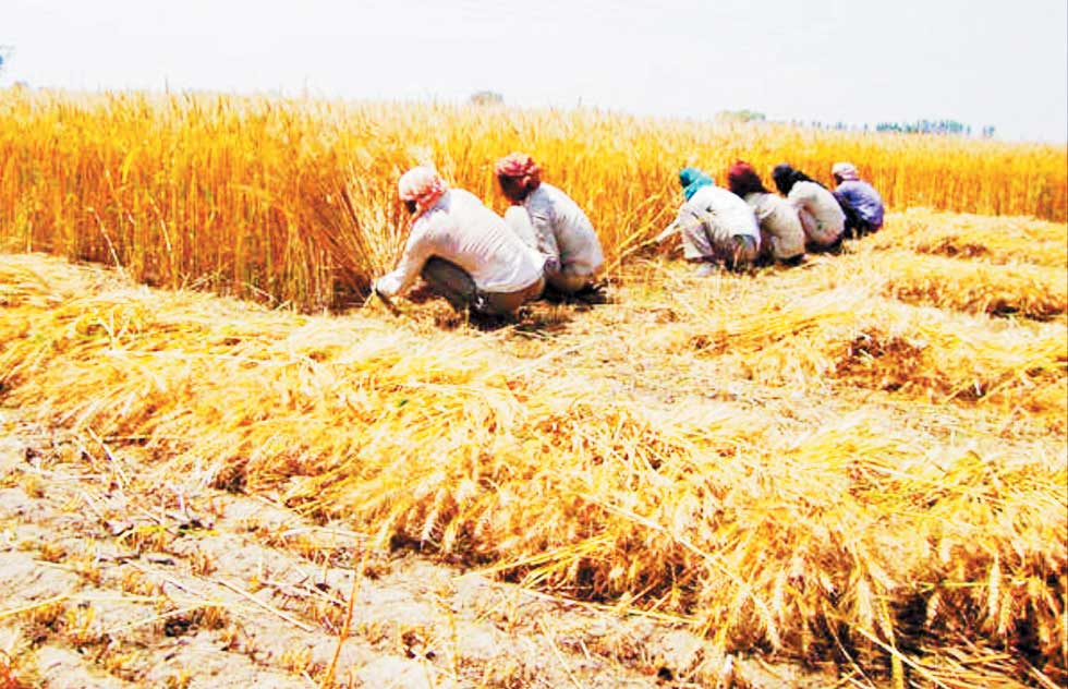 धान का पैरा न जलाये, गौठान में पैरादान करने की प्रशासन ने की अपील