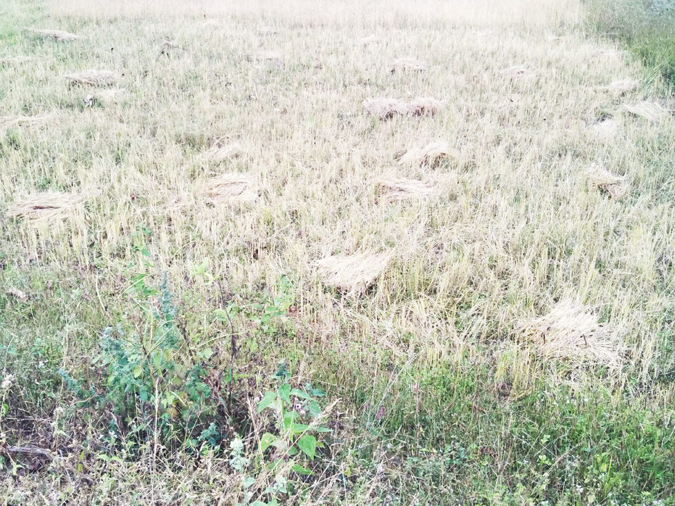 बारिश, धान की फसल को नुकसान